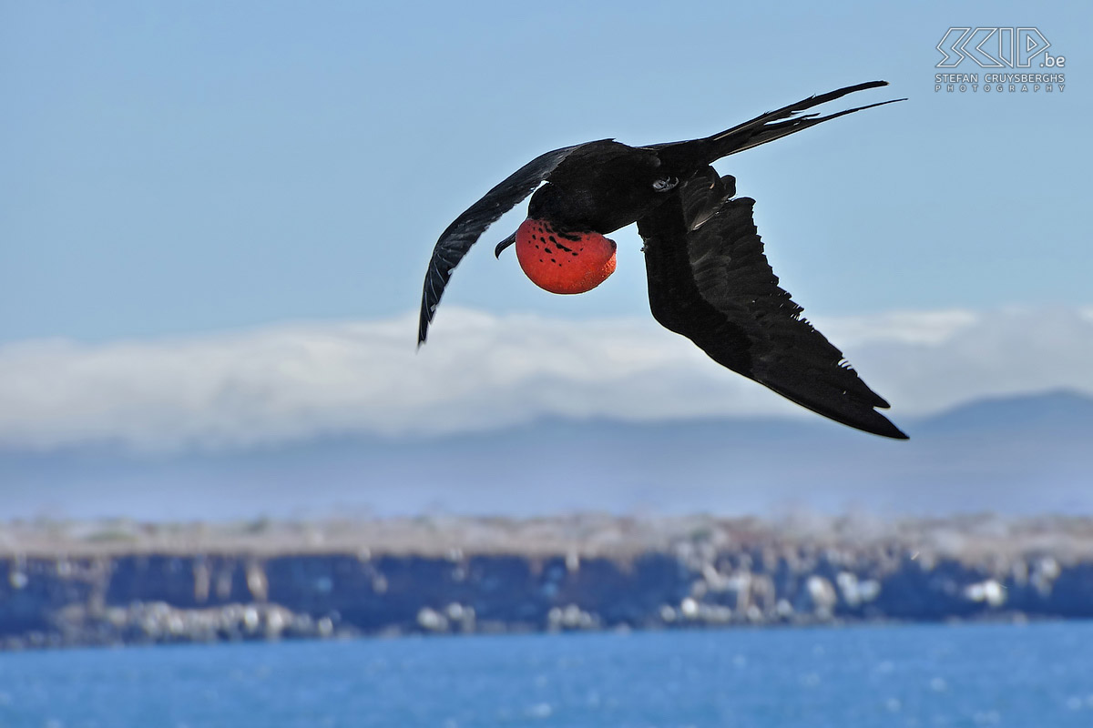 Galapagos - North Seymour - Frigatebird On the Galapágos Islands there are 1,000 couples of frigate birds which live in 12 colonies. These air pirates fish while flying or they steal their food from other birds. Stefan Cruysberghs